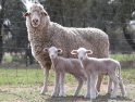 ewe-and-twins