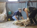 shearing-rams